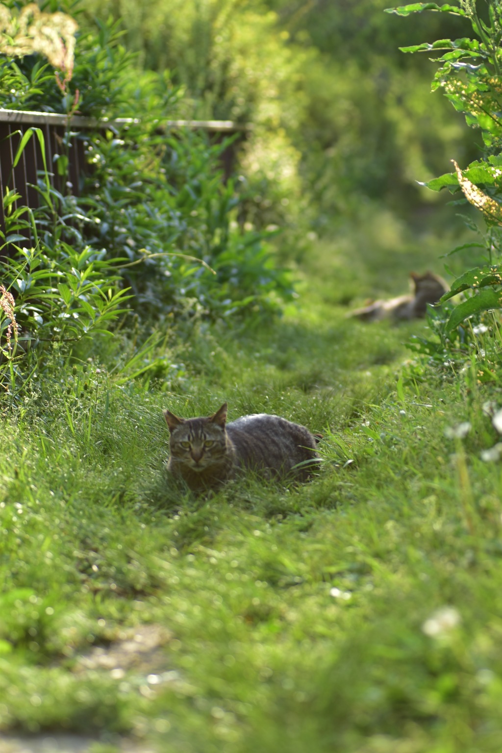 猫の通り道