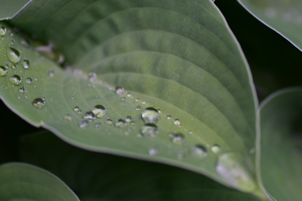 小雨にも負けず