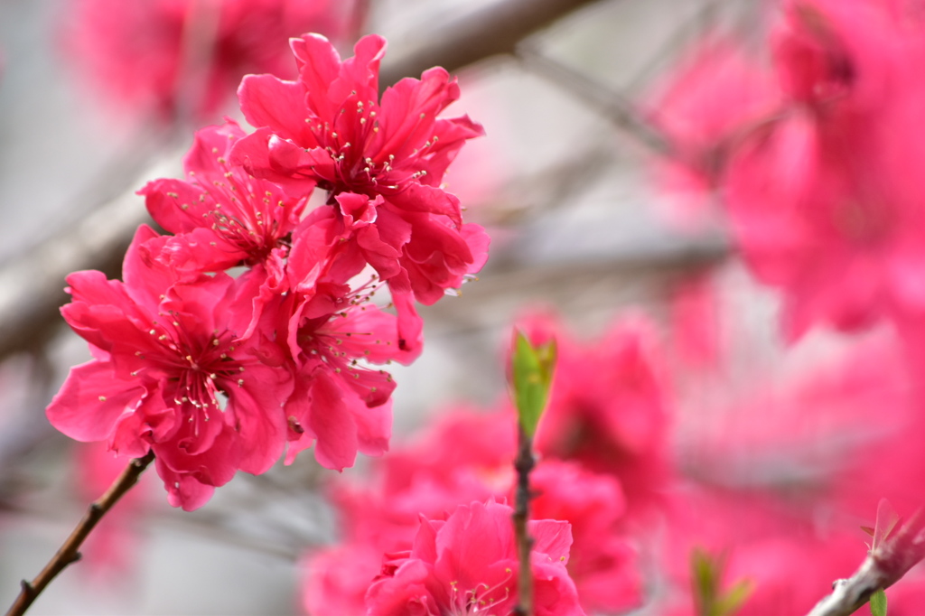 はっきりPINK