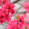 はっきりPINK