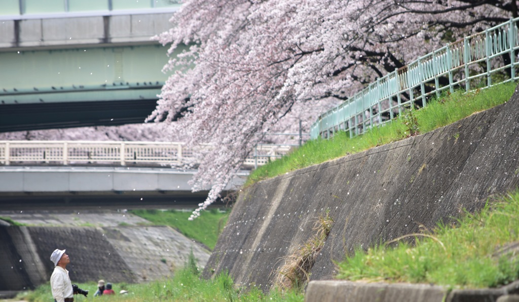 おじいちゃんと桜