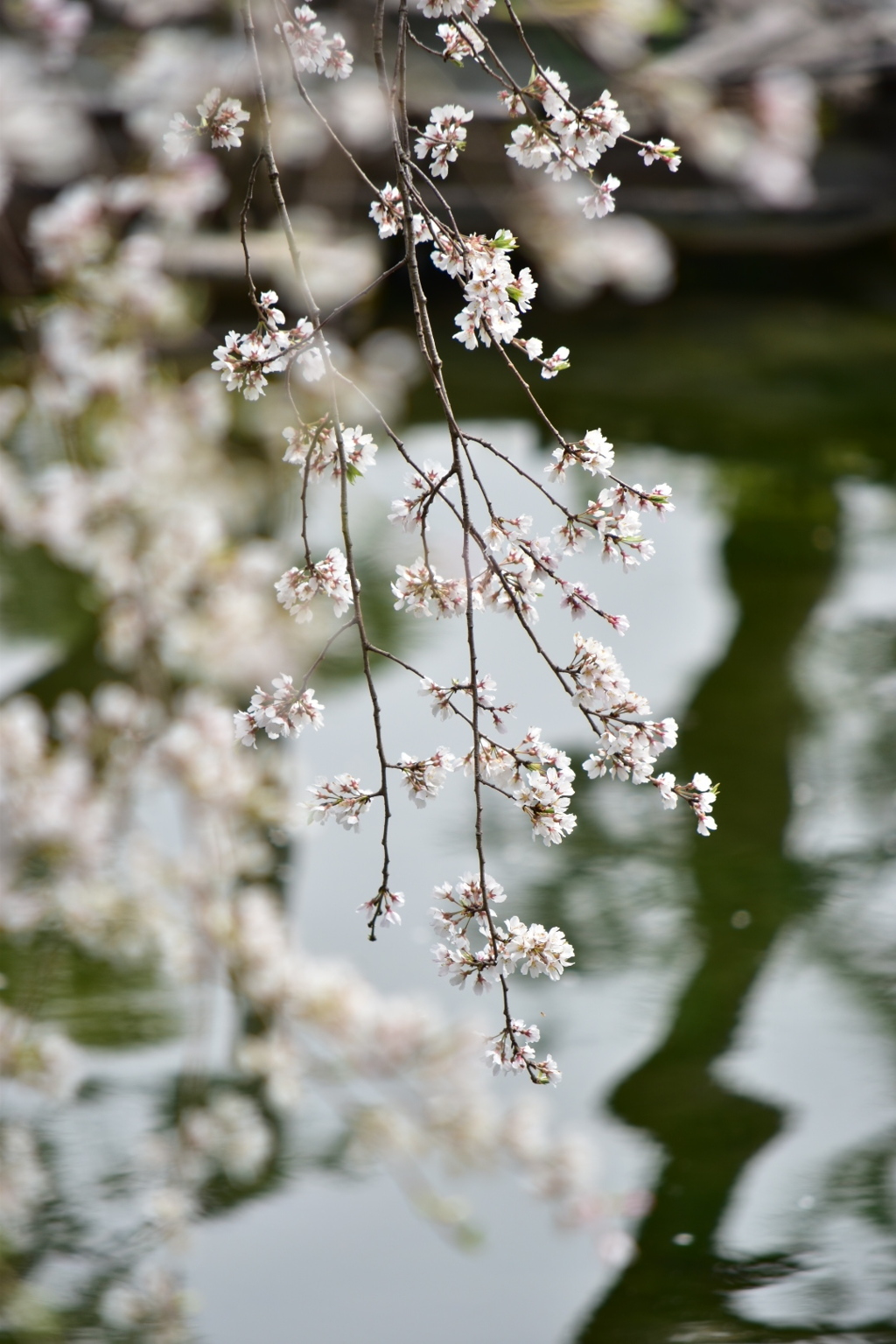 桜②