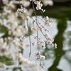 桜②