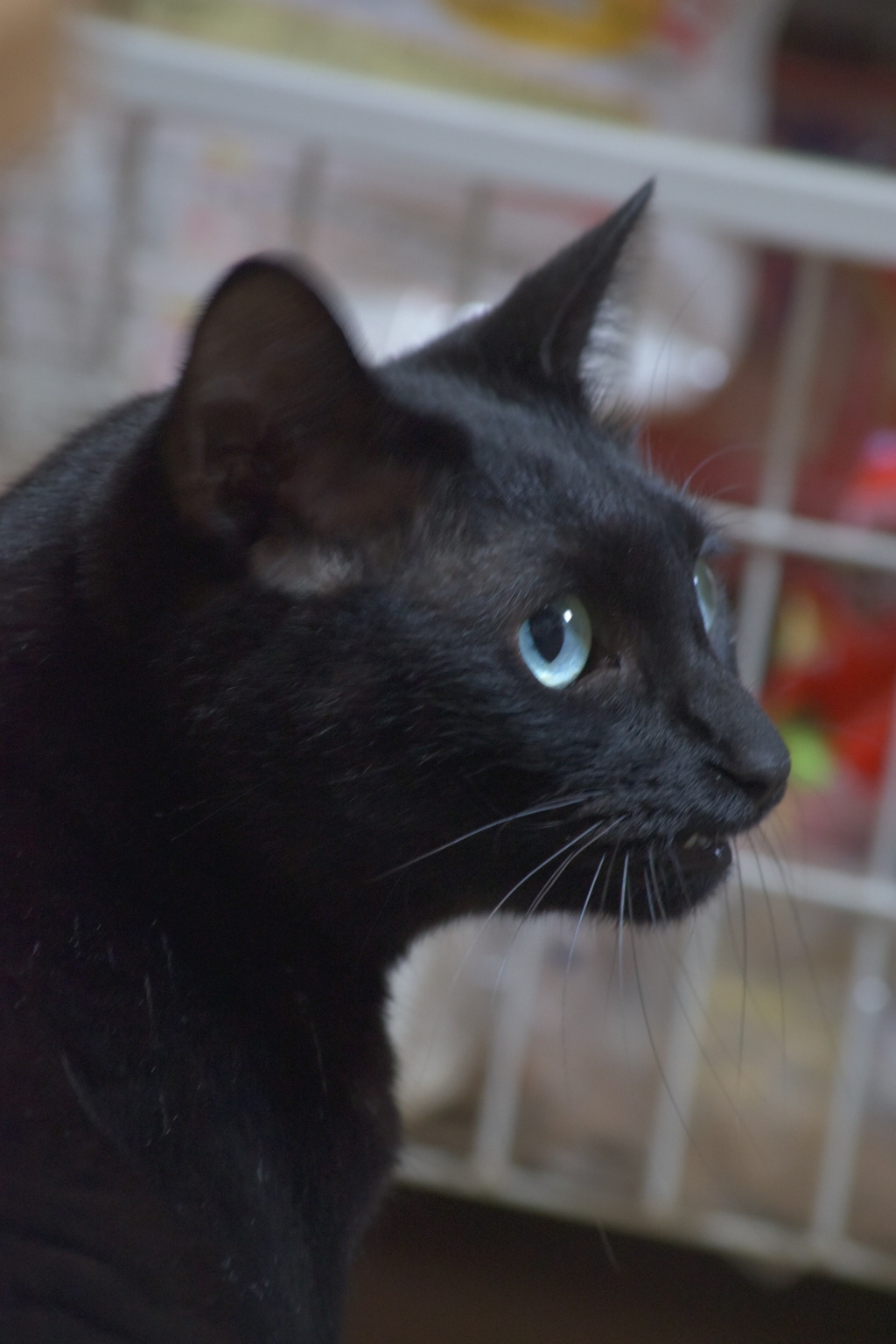 黒猫を撮るのは難しい