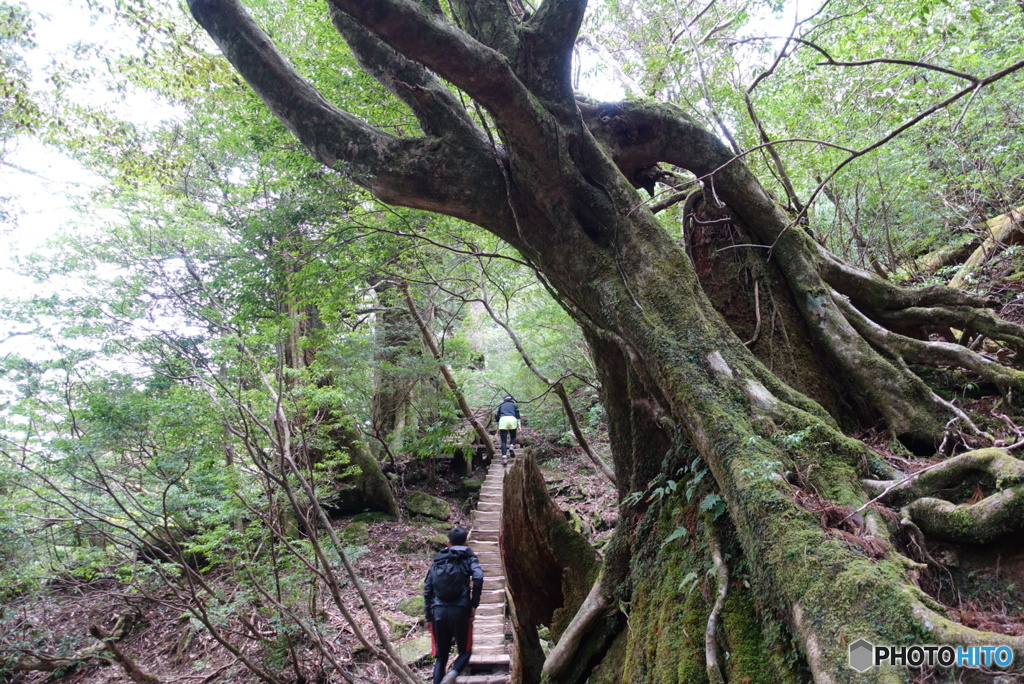 屋久島
