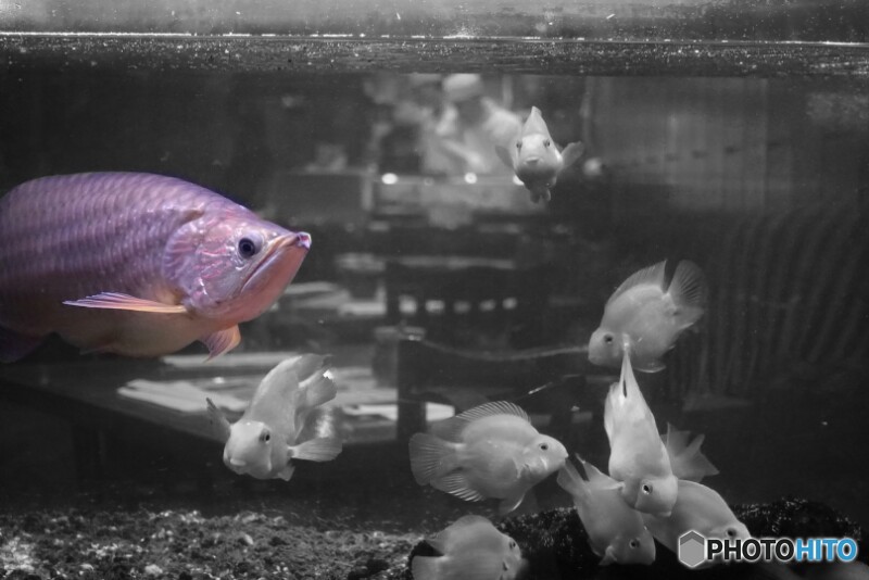 寿司屋のアロワナ