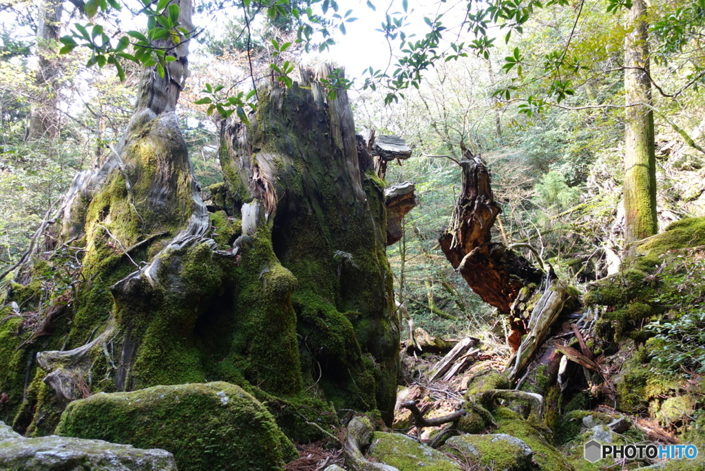 屋久島