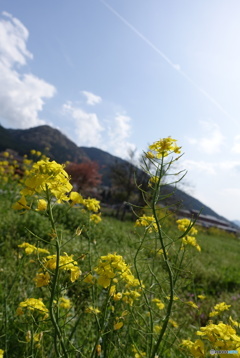 菜の花