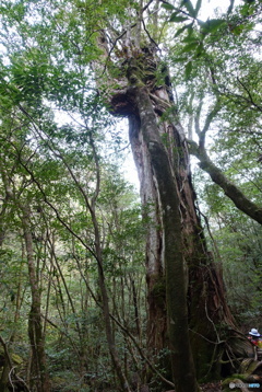 屋久島