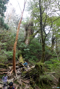 屋久島