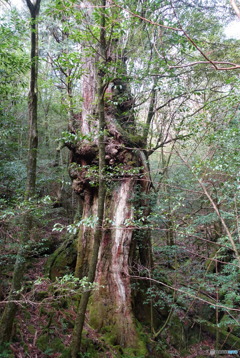 屋久島