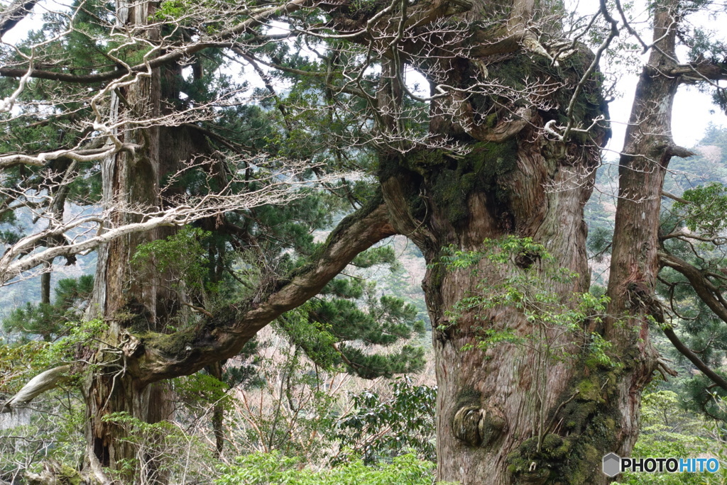 夫婦杉