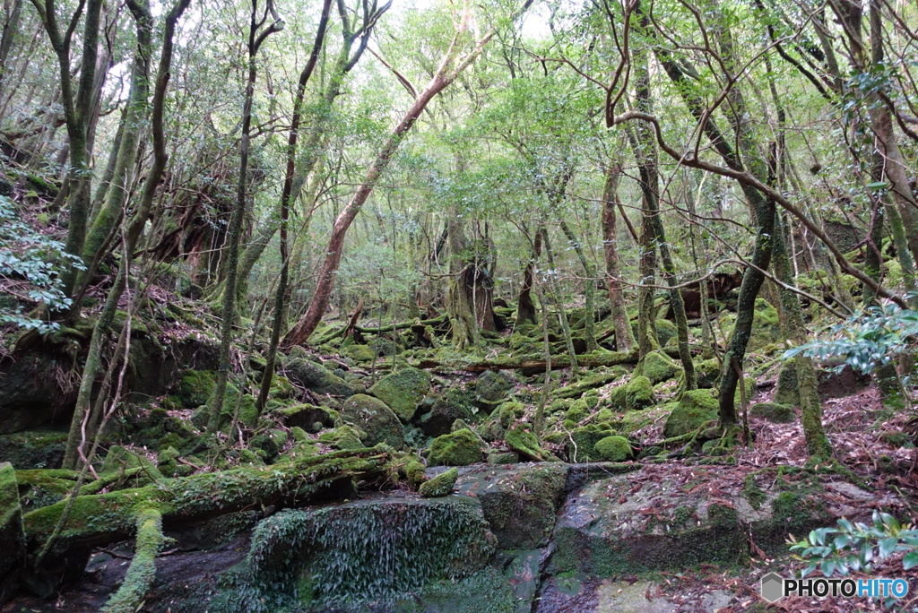 屋久島