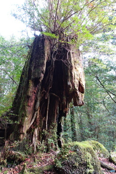 屋久島