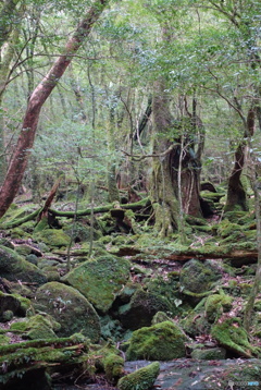 屋久島