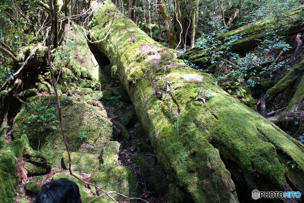 屋久島