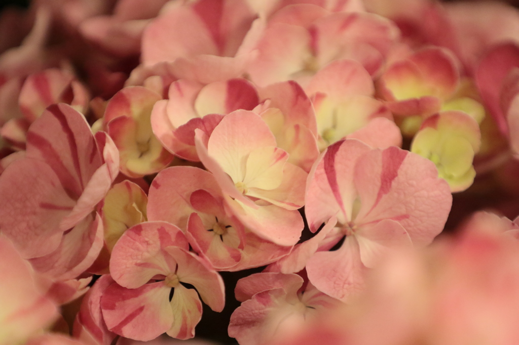 紫陽花６