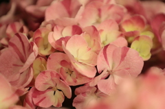 紫陽花６