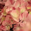 紫陽花６