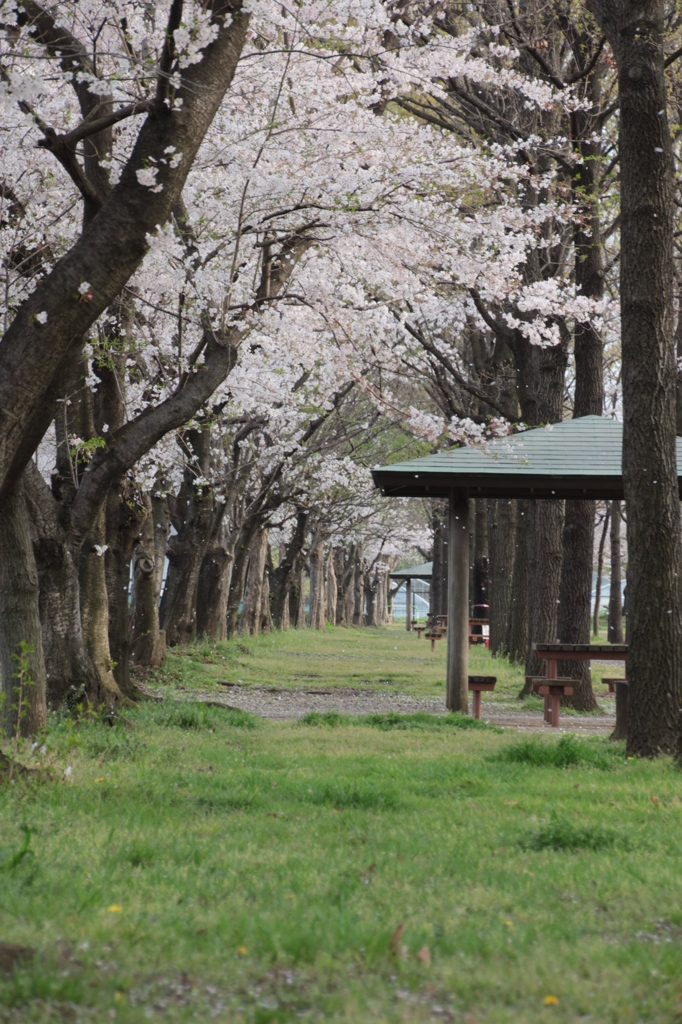 見沼通船堀公園桜１