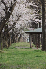 見沼通船堀公園桜１