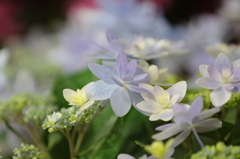 紫陽花１