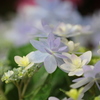 紫陽花１