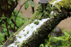 雪とコケ（１）