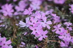 芝桜１
