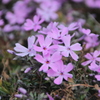 芝桜１