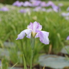 菖蒲２