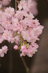 枝垂れ桜３