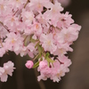 枝垂れ桜３