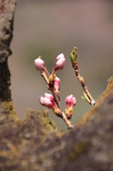 桜蕾１