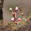 桜蕾１