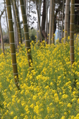 竹と菜の花２