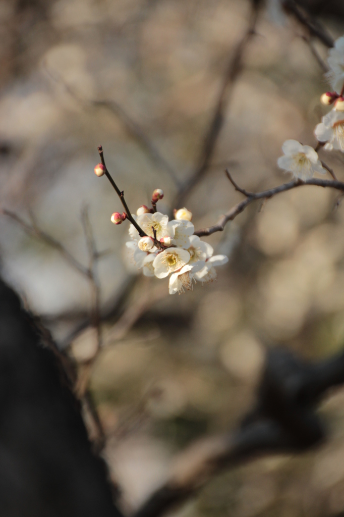 大宮公園梅３