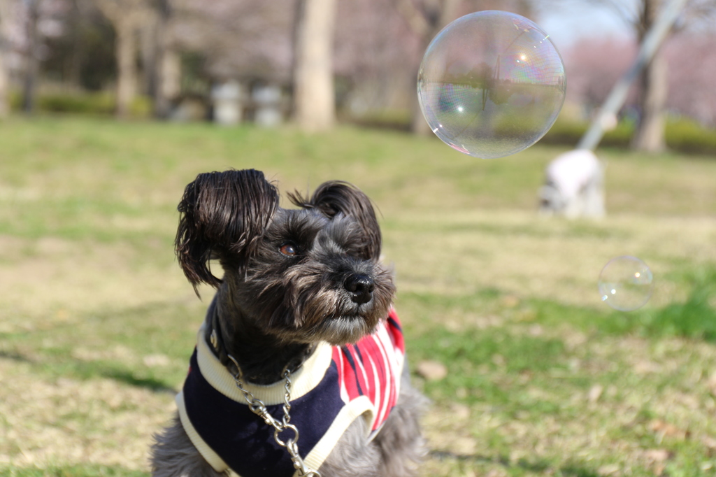 シャボン玉とココア