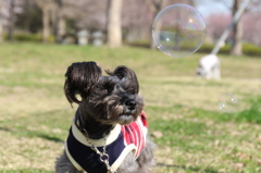 シャボン玉とココア