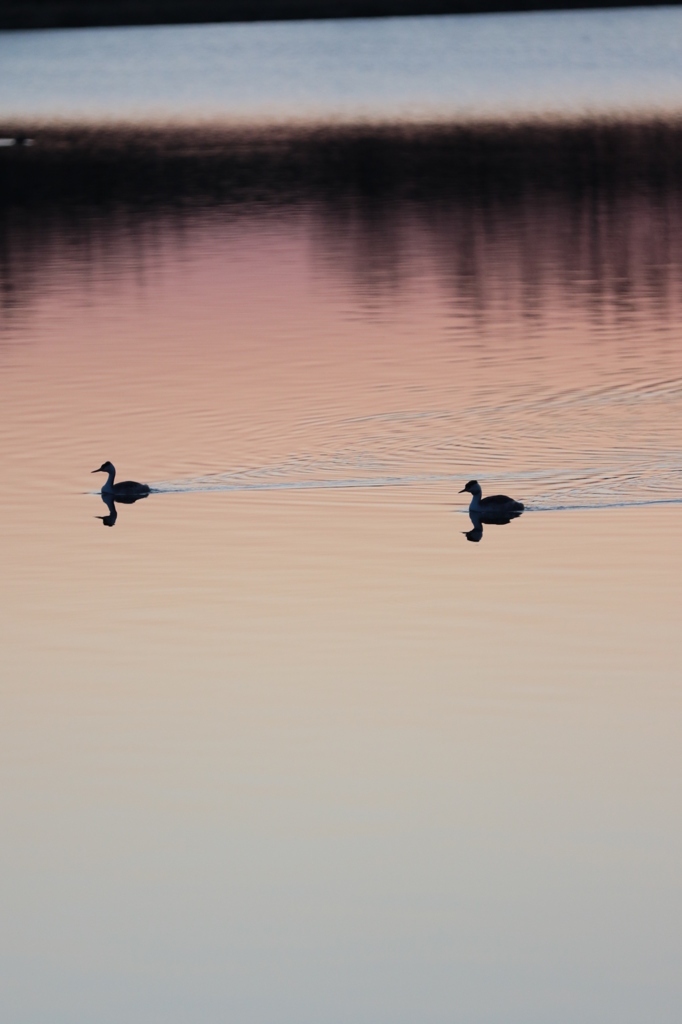 鳥だ・サソリだ