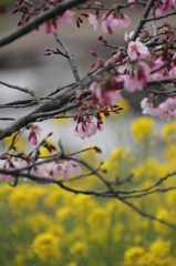 桜と菜の花１