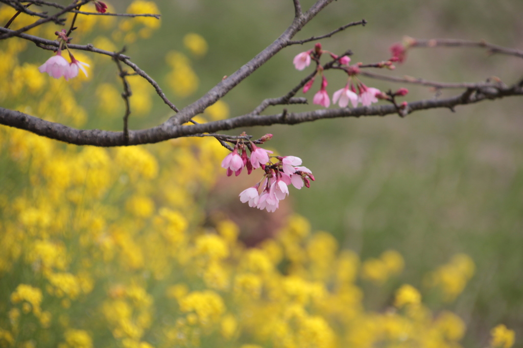 桜と菜の花３