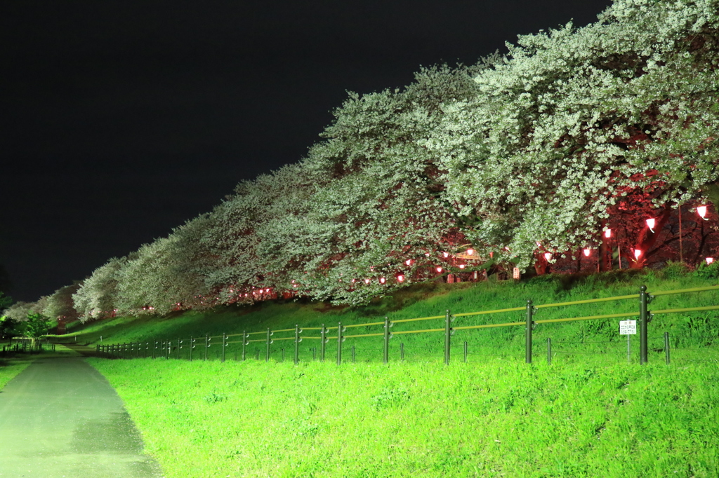 権現堂夜桜３