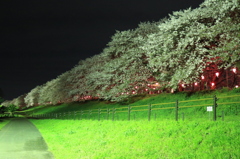 権現堂夜桜３