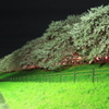 権現堂夜桜３
