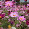 コスモス２