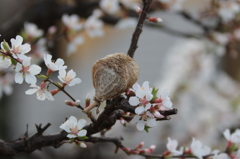 カマキリの卵と桜２