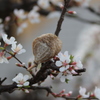 カマキリの卵と桜２
