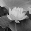 古代蓮モノクロ２