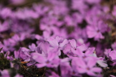 芝桜３